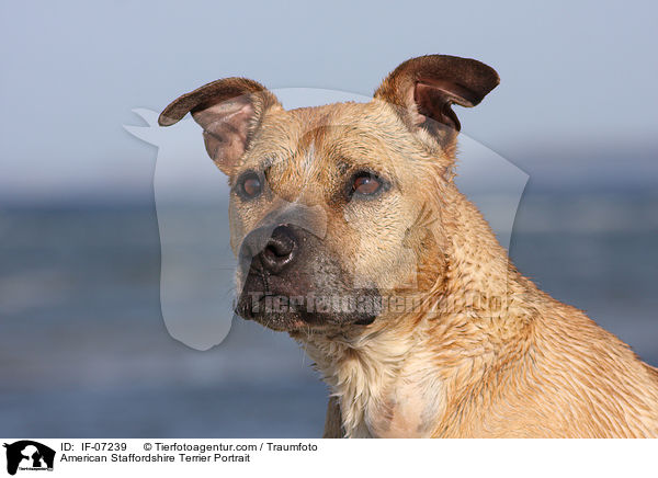 American Staffordshire Terrier Portrait / IF-07239