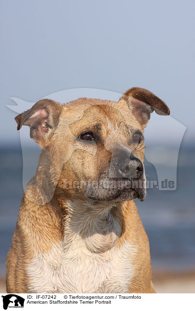 American Staffordshire Terrier Portrait / IF-07242