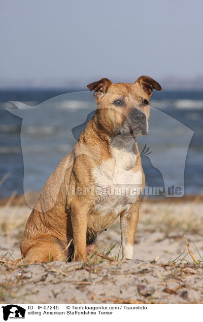 sitting American Staffordshire Terrier / IF-07245