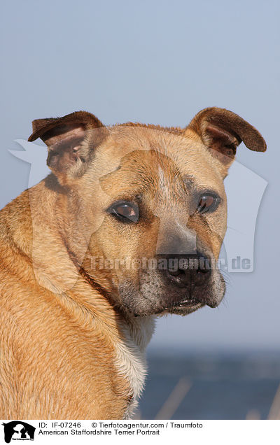 American Staffordshire Terrier Portrait / IF-07246