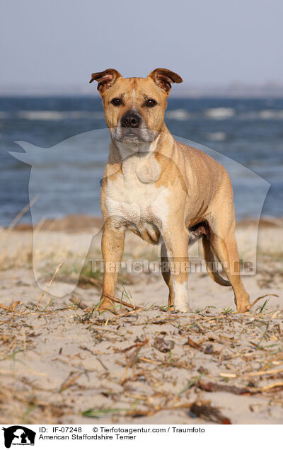 American Staffordshire Terrier / IF-07248