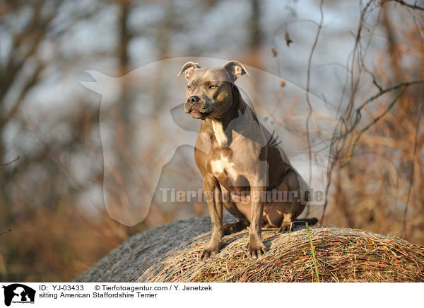sitting American Staffordshire Terrier / YJ-03433