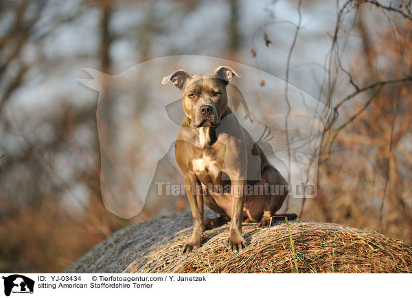 sitting American Staffordshire Terrier / YJ-03434
