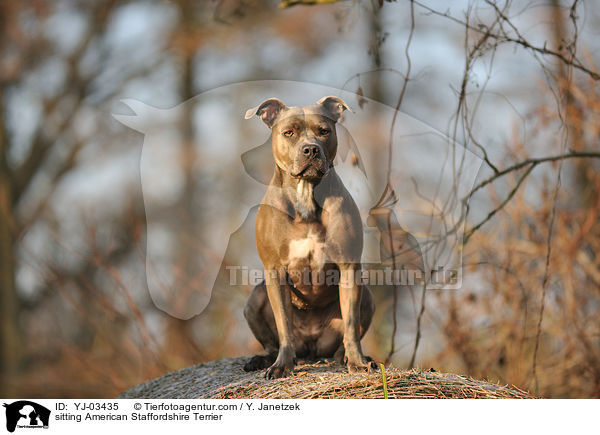 sitting American Staffordshire Terrier / YJ-03435