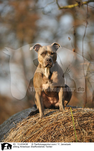 sitting American Staffordshire Terrier / YJ-03436