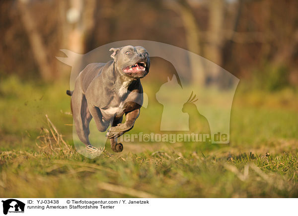 running American Staffordshire Terrier / YJ-03438
