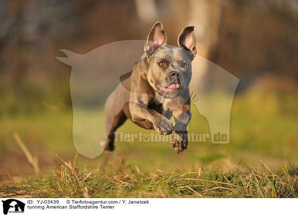 running American Staffordshire Terrier / YJ-03439