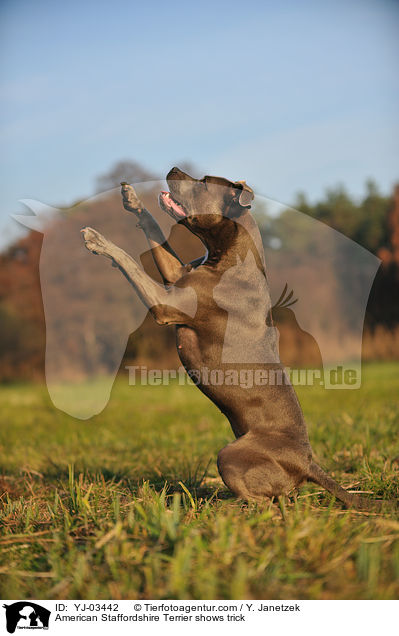 American Staffordshire Terrier shows trick / YJ-03442