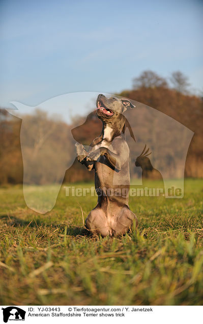 American Staffordshire Terrier shows trick / YJ-03443