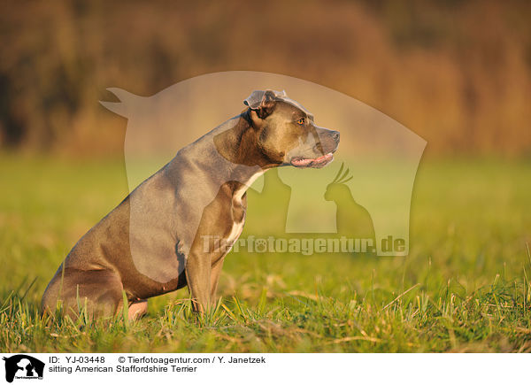 sitting American Staffordshire Terrier / YJ-03448