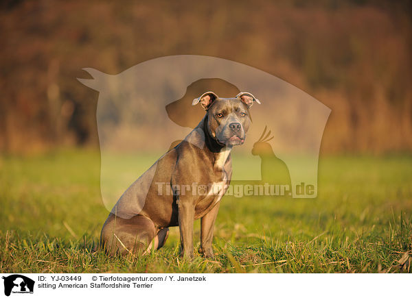 sitting American Staffordshire Terrier / YJ-03449