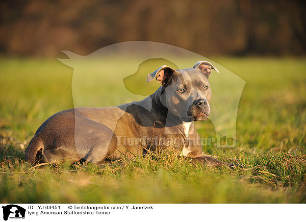 lying American Staffordshire Terrier / YJ-03451