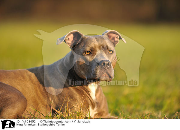 lying American Staffordshire Terrier / YJ-03452