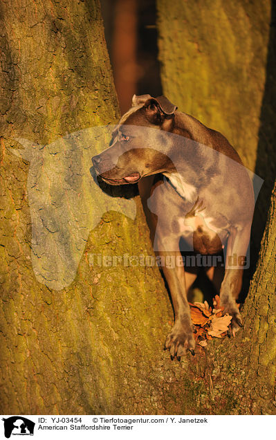American Staffordshire Terrier / YJ-03454