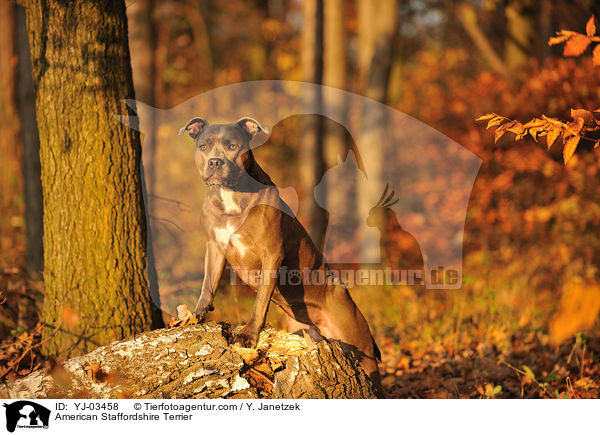 American Staffordshire Terrier / YJ-03458