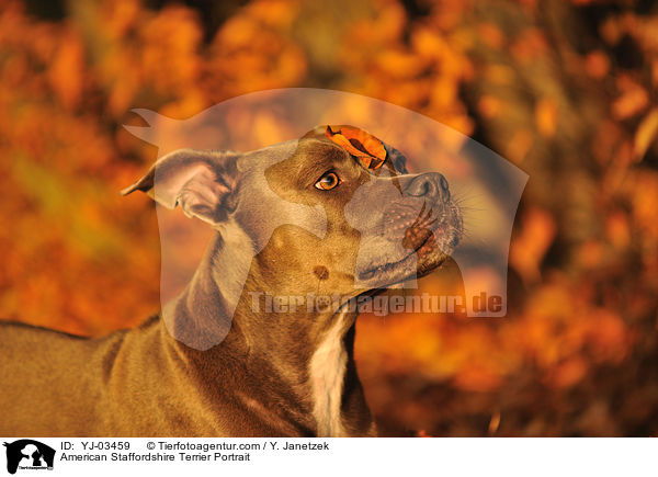 American Staffordshire Terrier Portrait / YJ-03459