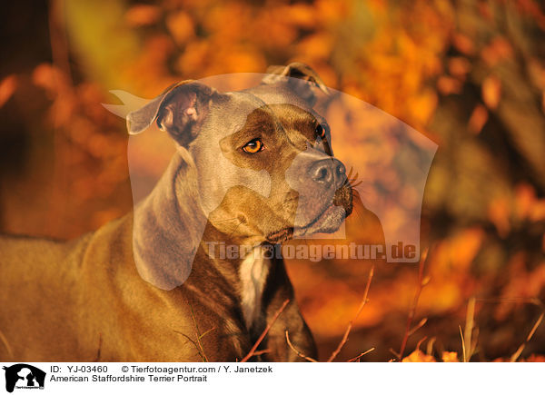 American Staffordshire Terrier Portrait / YJ-03460