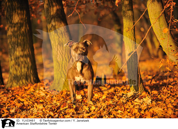 American Staffordshire Terrier / YJ-03461