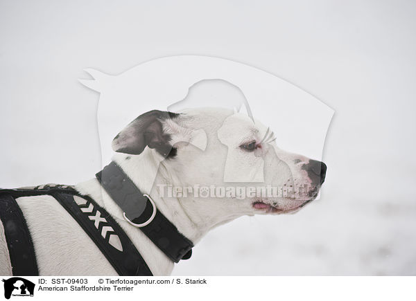 American Staffordshire Terrier / SST-09403