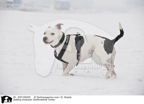 walking American Staffordshire Terrier / SST-09405