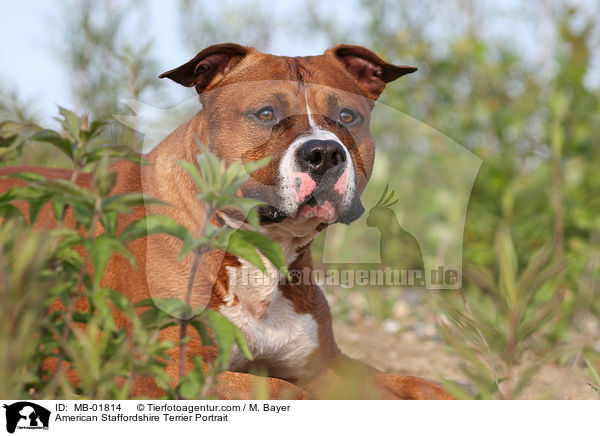 American Staffordshire Terrier Portrait / MB-01814
