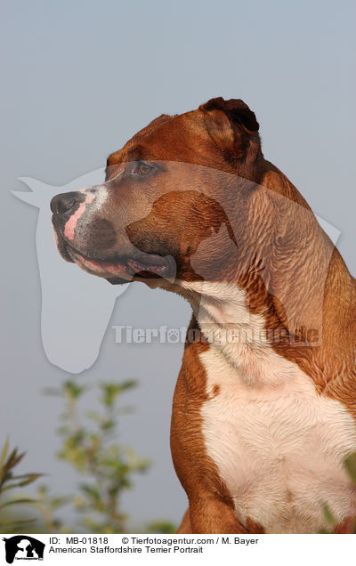 American Staffordshire Terrier Portrait / MB-01818