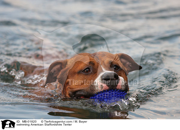 swimming American Staffordshire Terrier / MB-01820