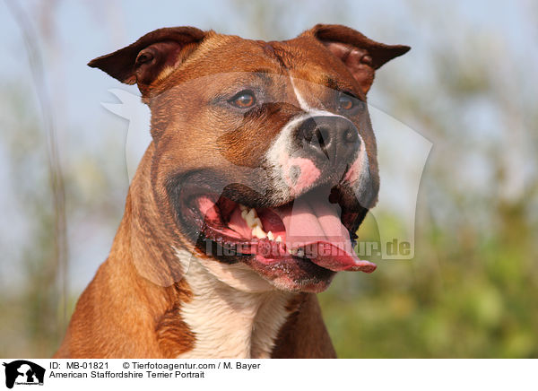 American Staffordshire Terrier Portrait / MB-01821