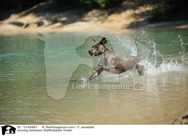running American Staffordshire Terrier / YJ-04987