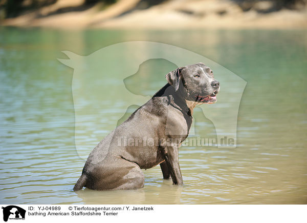 bathing American Staffordshire Terrier / YJ-04989