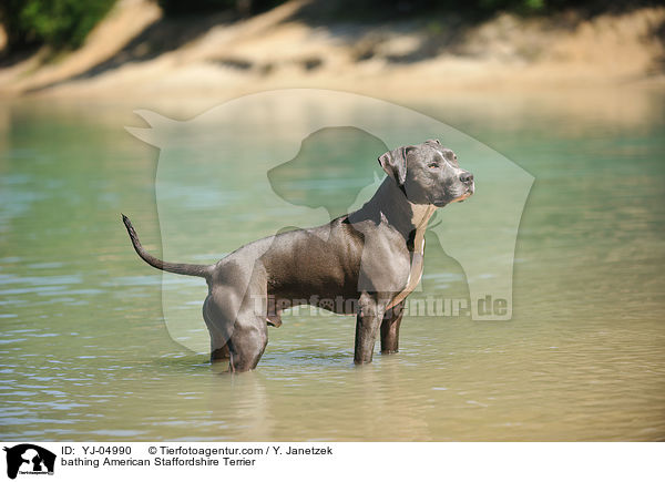 bathing American Staffordshire Terrier / YJ-04990