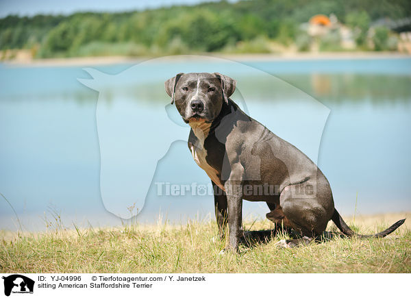 sitting American Staffordshire Terrier / YJ-04996