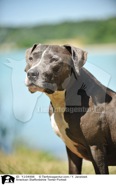 American Staffordshire Terrier Portrait / YJ-04998