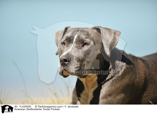 American Staffordshire Terrier Portrait / YJ-05000