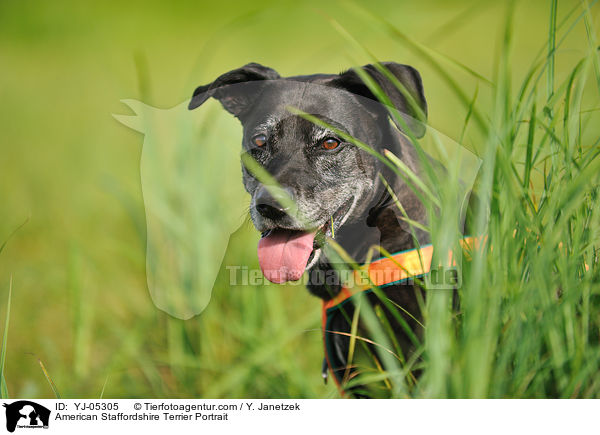 American Staffordshire Terrier Portrait / YJ-05305