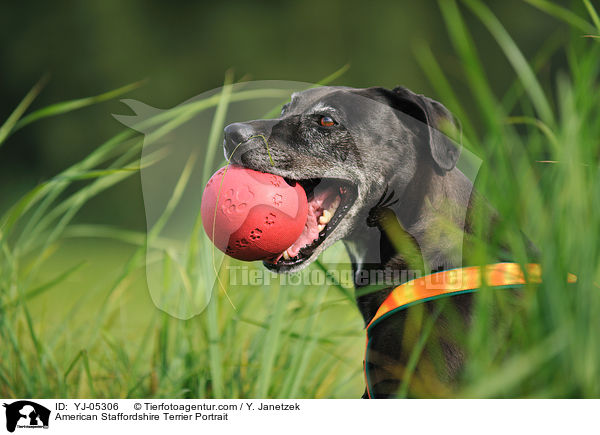 American Staffordshire Terrier Portrait / YJ-05306