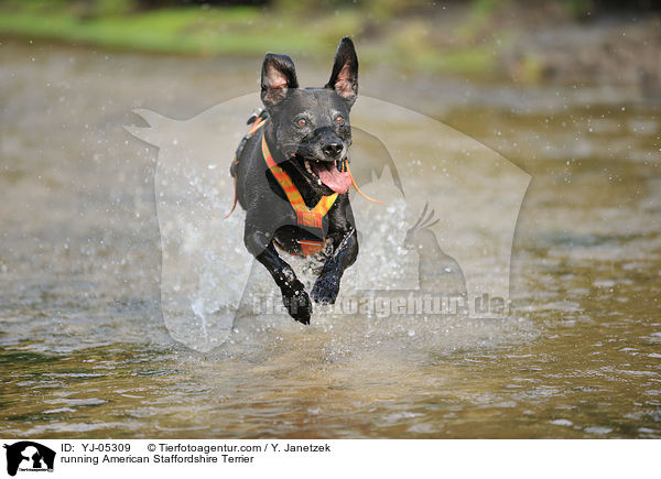 running American Staffordshire Terrier / YJ-05309