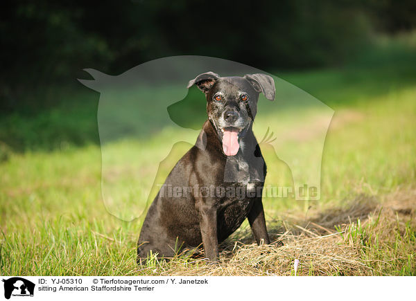 sitting American Staffordshire Terrier / YJ-05310