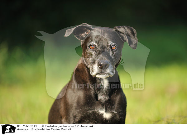 American Staffordshire Terrier Portrait / YJ-05311