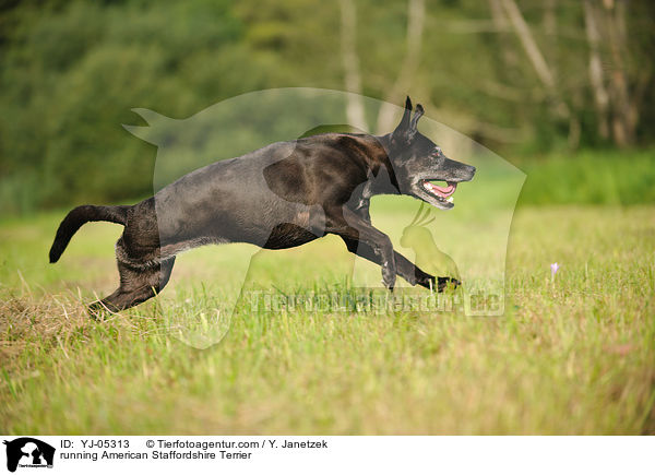 running American Staffordshire Terrier / YJ-05313