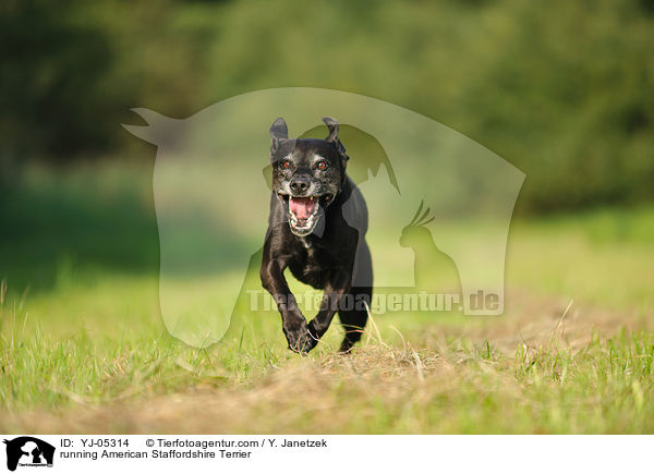 running American Staffordshire Terrier / YJ-05314