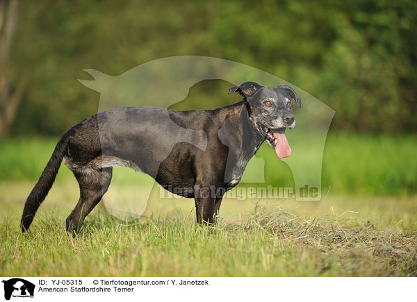 American Staffordshire Terrier / YJ-05315