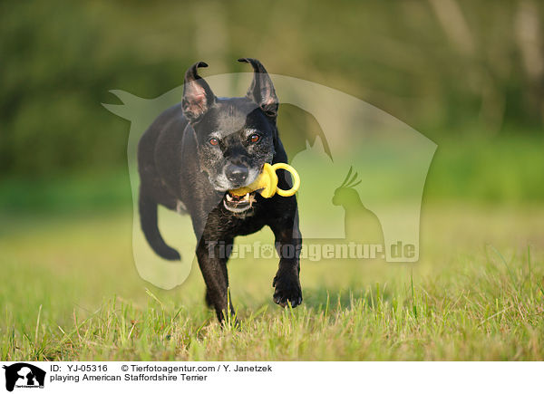 playing American Staffordshire Terrier / YJ-05316