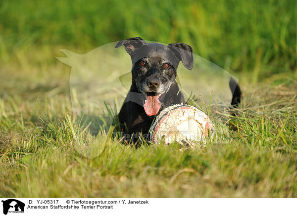 American Staffordshire Terrier Portrait / YJ-05317
