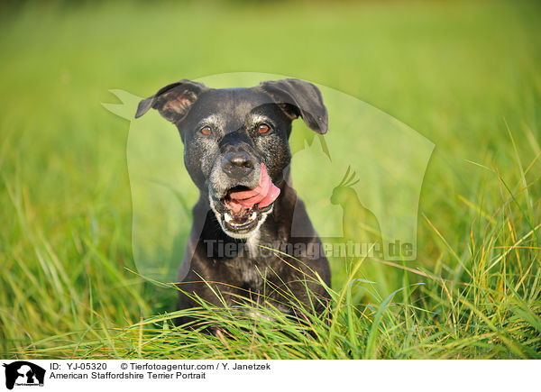 American Staffordshire Terrier Portrait / YJ-05320