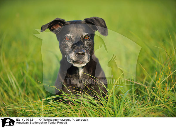 American Staffordshire Terrier Portrait / YJ-05321