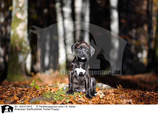 American Staffordshire Terrier Puppy / AG-01403