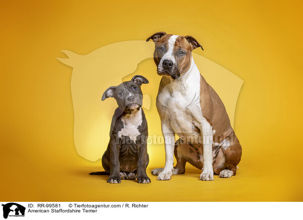 American Staffordshire Terrier / RR-99581