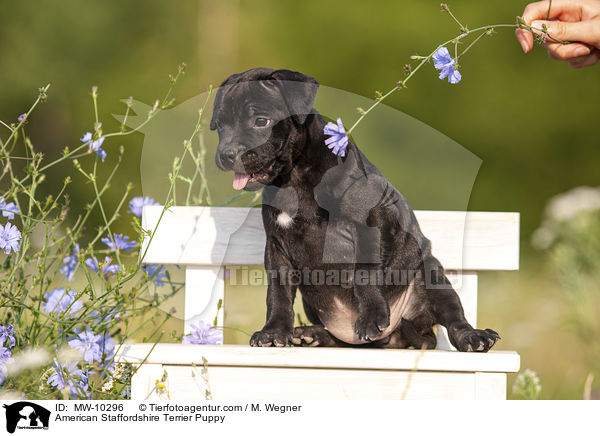 American Staffordshire Terrier Puppy / MW-10296