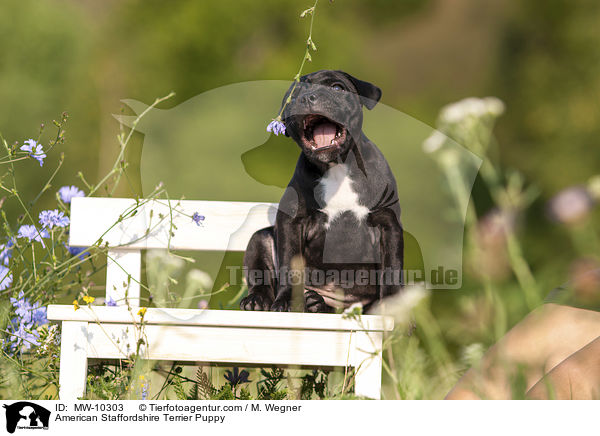 American Staffordshire Terrier Puppy / MW-10303